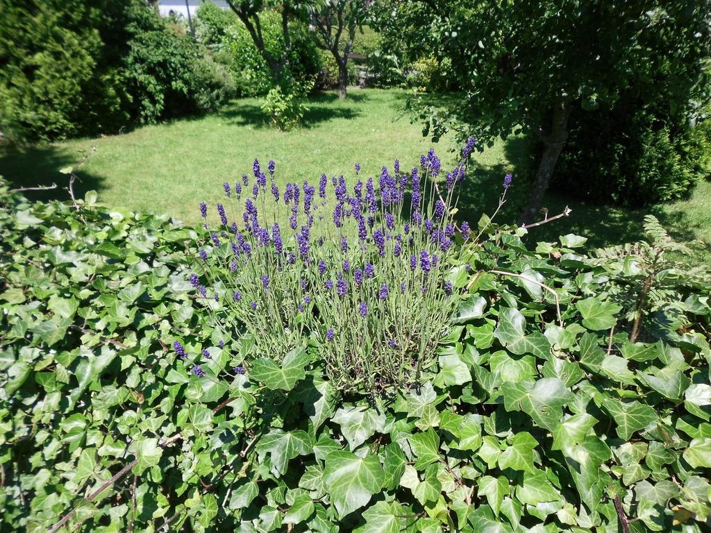 Apartment In Langewiese Sauerland With Garden Βίντερμπεργκ Εξωτερικό φωτογραφία